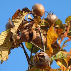 Néflier commun / Mespilus germanica